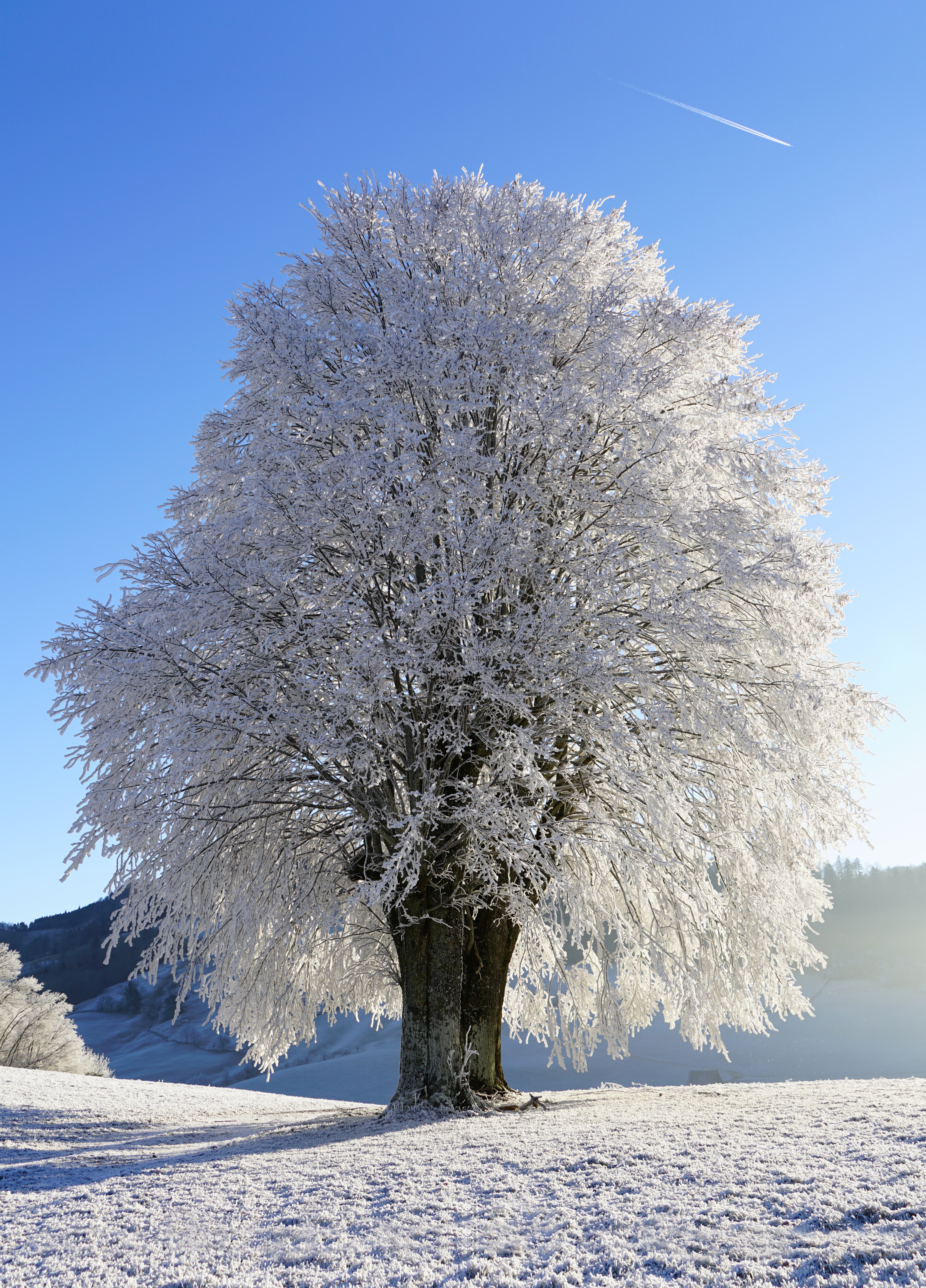 Paduch, Magdalene Theresie